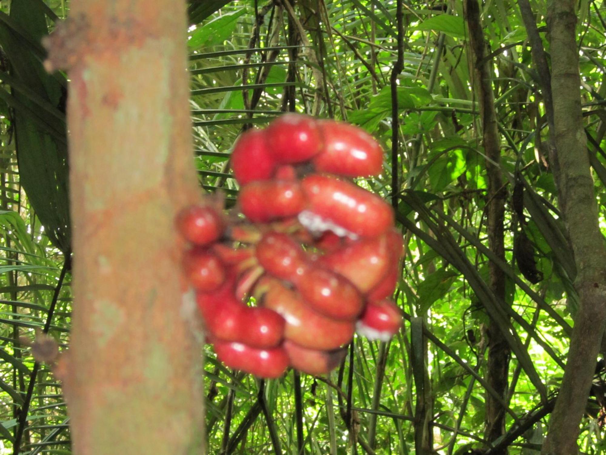 Tambopata River プエルト・マルドナード エクステリア 写真